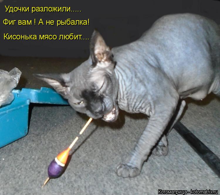 Удочки разложили..... Фиг вам ! А не рыбалка! Кисонька мясо любит....... Котоматрица: Удочки разложили..... Фиг вам ! А не рыбалка! Кисонька мясо любит....