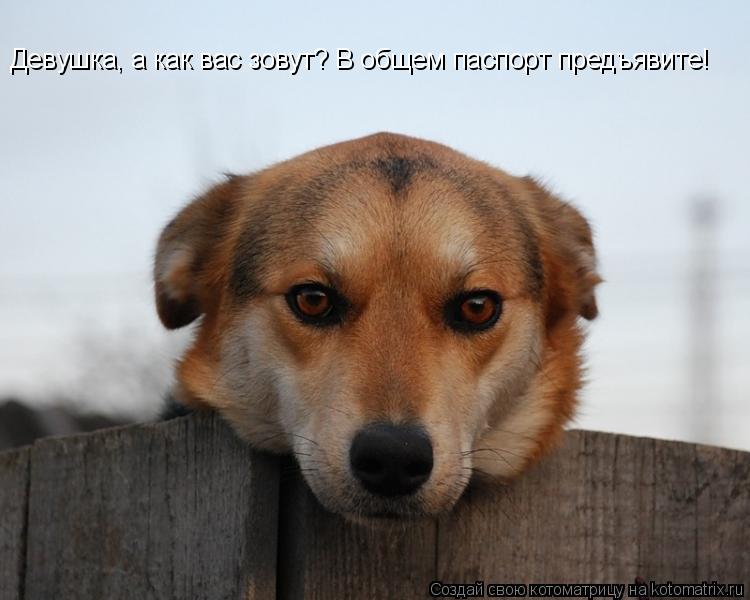 Девушка, а как вас зовут? В общем паспорт предъявите!... Котоматрица: Девушка, а как вас зовут? В общем паспорт предъявите!