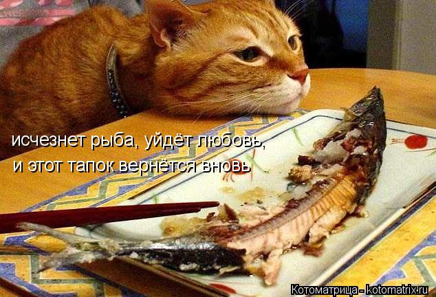 исчезнет рыба, уйдёт любовь, и этот тапок вернётся вновь... Котоматрица: исчезнет рыба, уйдёт любовь, и этот тапок вернётся вновь
