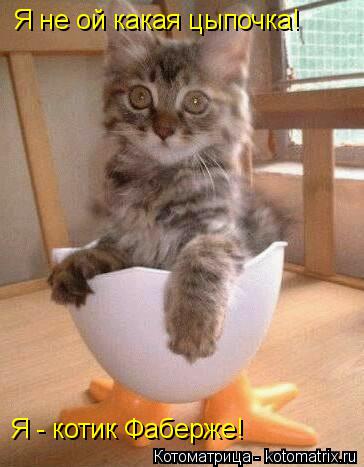Я не ой какая цыпочка! Я - котик Фаберже!... Котоматрица: Я не ой какая цыпочка! Я - котик Фаберже!