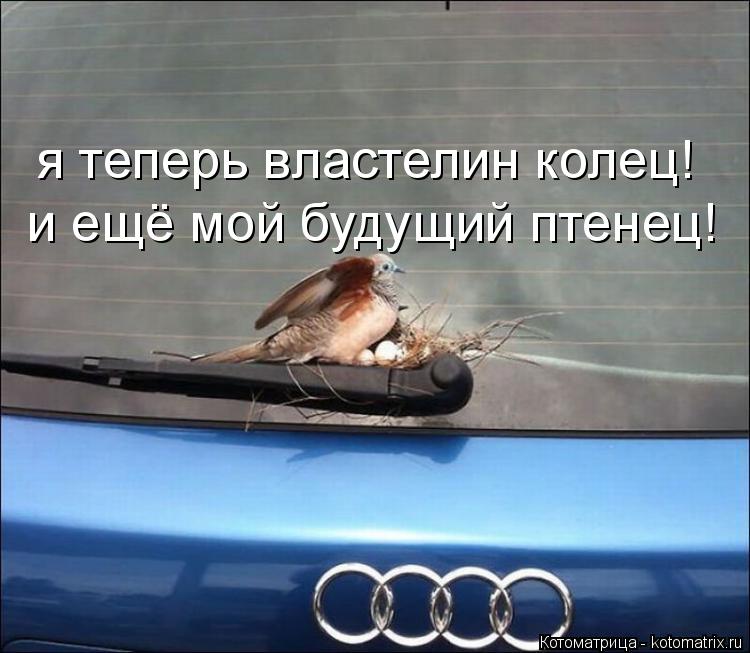 Котоматрица: я теперь властелин колец! и ещё мой будущий птенец!