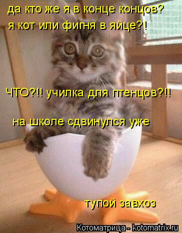 да кто же я в конце концов? я кот или фигня в яйце?! ЧТО?!! училка для птенцов?!! на школе сдвинулся ... Котоматрица: да кто же я в конце концов? я кот или фигня в яйце?! ЧТО?!! училка для птенцов?!! на школе сдвинулся уже тупой завхоз