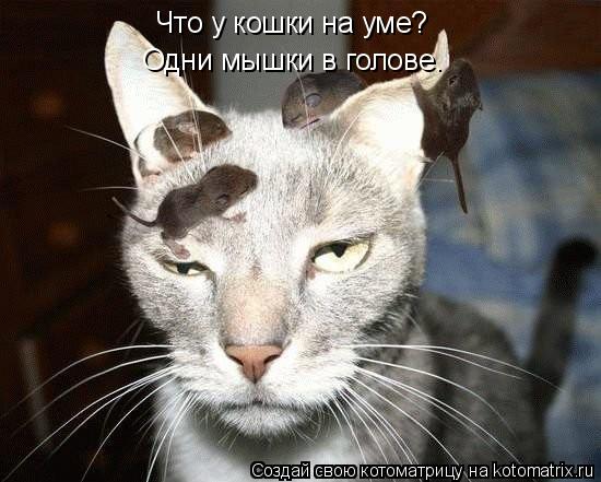 Что у кошки на уме? Одни мышки в голове.... Котоматрица: Что у кошки на уме? Одни мышки в голове.