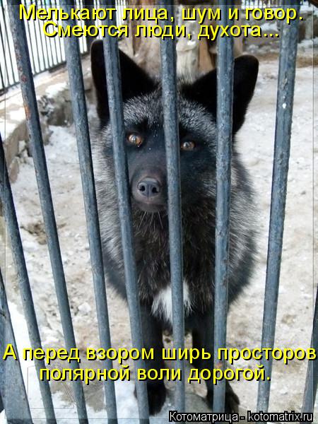 Мелькают лица, шум и говор. Смеются люди, духота... А перед взором ширь просторов полярной воли дорог... Котоматрица: Мелькают лица, шум и говор. Смеются люди, духота... А перед взором ширь просторов полярной воли дорогой.