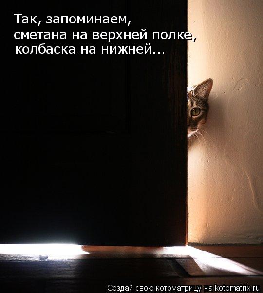 Так, запоминаем, сметана на верхней полке, колбаска на нижней...... Котоматрица: Так, запоминаем, сметана на верхней полке, колбаска на нижней...