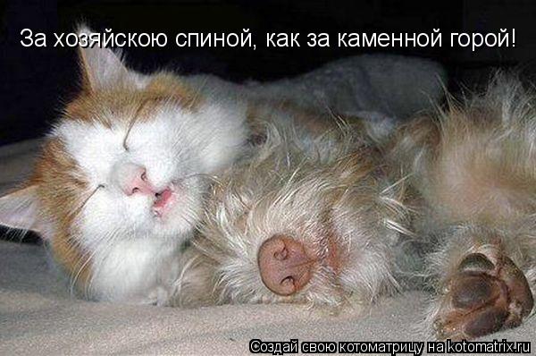 За хозяйскою спиной, как за каменной горой!... Котоматрица: За хозяйскою спиной, как за каменной горой!