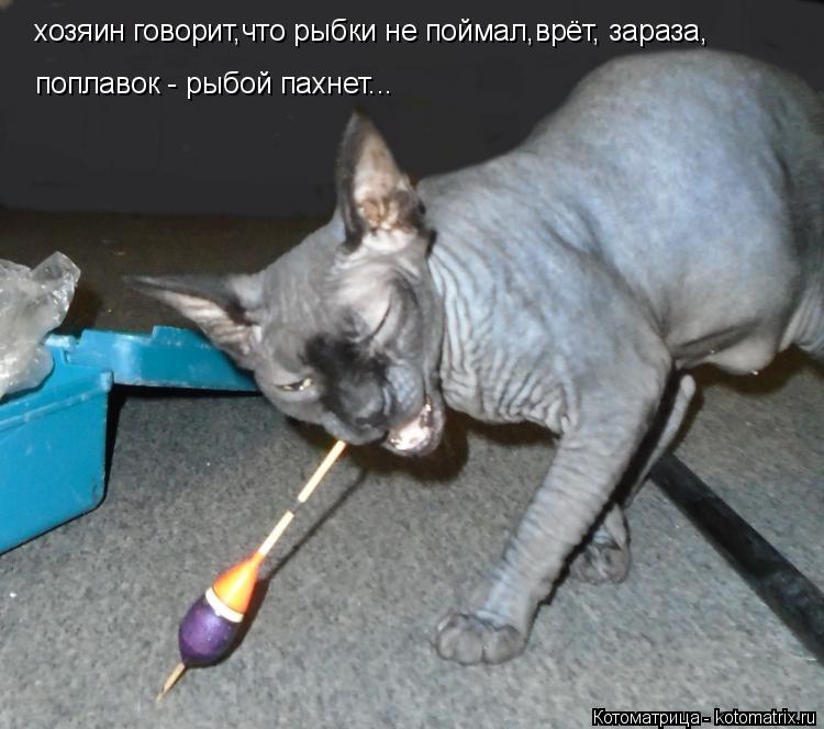 хозяин говорит,что рыбки не поймал,врёт, зараза, поплавок - рыбой пахнет...... Котоматрица: хозяин говорит,что рыбки не поймал,врёт, зараза, поплавок - рыбой пахнет...