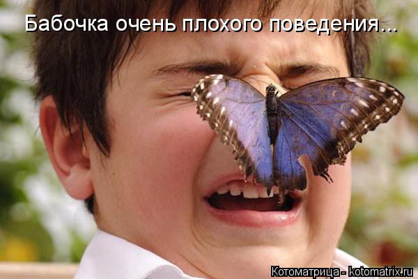 Бабочка очень плохого поведения...... Котоматрица: Бабочка очень плохого поведения...