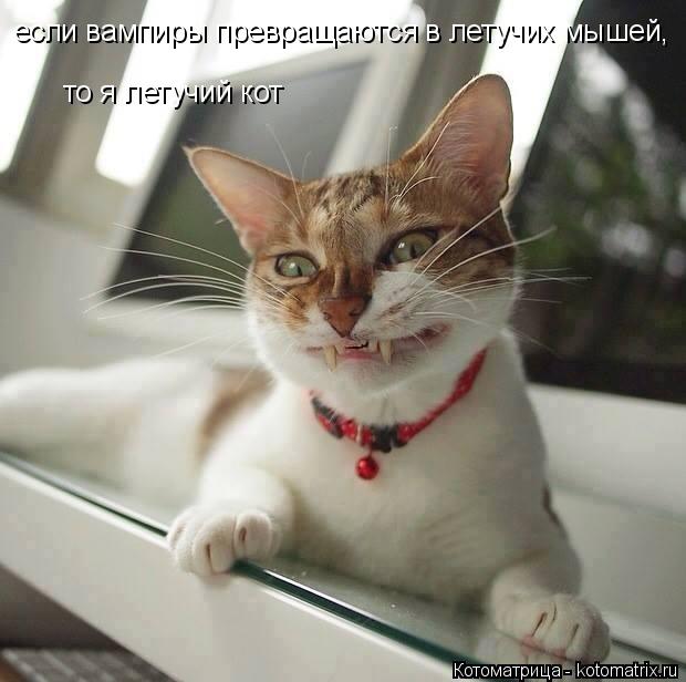 Котоматрица: если вампиры превращаются в летучих мышей, то я летучий кот