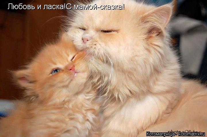 Любовь и ласка!С мамой-сказка!... Котоматрица: Любовь и ласка!С мамой-сказка!