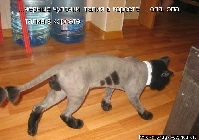Котоматрица: ...чёрные чулочки, талия в корсете..., опа, опа,  талия в корсете...