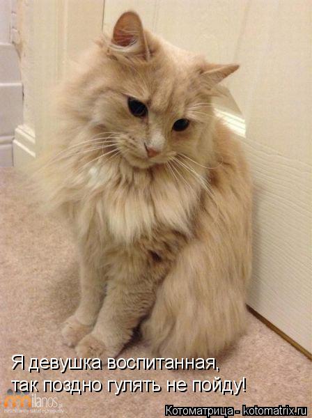 Я девушка воспитанная, так поздно гулять не пойду!... Котоматрица: Я девушка воспитанная, так поздно гулять не пойду!