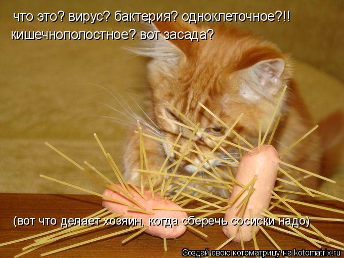 что это? вирус? бактерия? одноклеточное?!! кишечнополостное? вот засада? (вот что делает хозяин, когд... Котоматрица: что это? вирус? бактерия? одноклеточное?!! кишечнополостное? вот засада? (вот что делает хозяин, когда сберечь сосиски надо)
