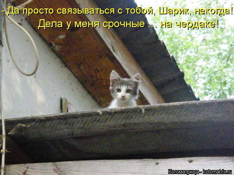 - Да просто связываться с тобой, Шарик, некогда! Дела у меня срочные ... на чердаке!... Котоматрица: - Да просто связываться с тобой, Шарик, некогда! Дела у меня срочные ... на чердаке!