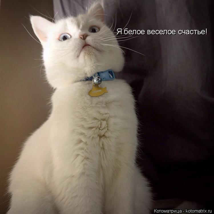 Котоматрица: Я белое веселое счастье!
