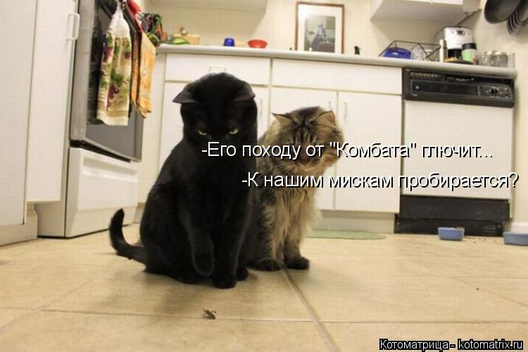 Котоматрица: -К нашим мискам пробирается? -Его походу от "Комбата" глючит...