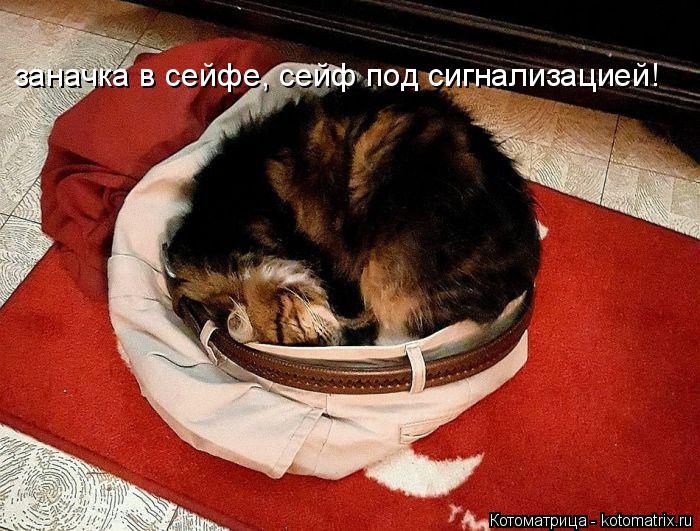 заначка в сейфе, сейф под сигнализацией!... Котоматрица: заначка в сейфе, сейф под сигнализацией!