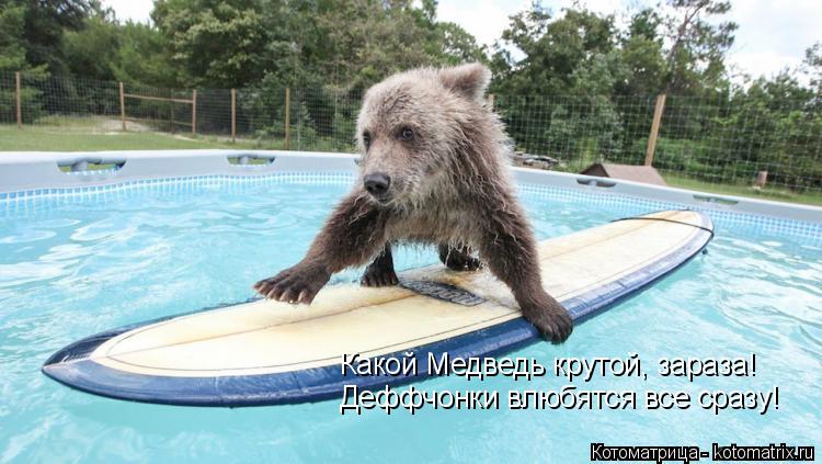 Какой Медведь крутой, зараза! Деффчонки влюбятся все сразу!... Котоматрица: Какой Медведь крутой, зараза! Деффчонки влюбятся все сразу!