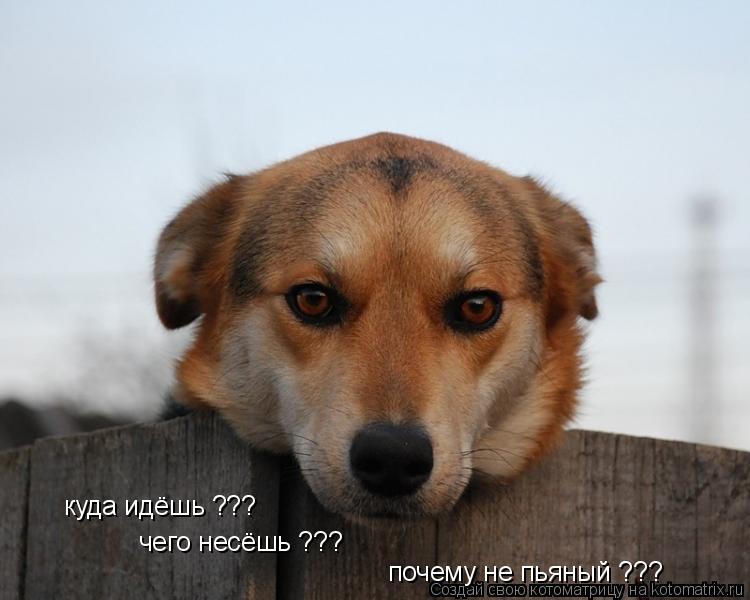 куда идёшь ??? почему не пьяный ??? чего несёшь ???... Котоматрица: куда идёшь ??? почему не пьяный ??? чего несёшь ???
