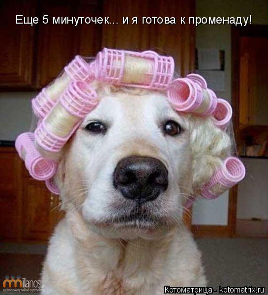 Котоматрица: Еще 5 минуточек... и я готова к променаду!