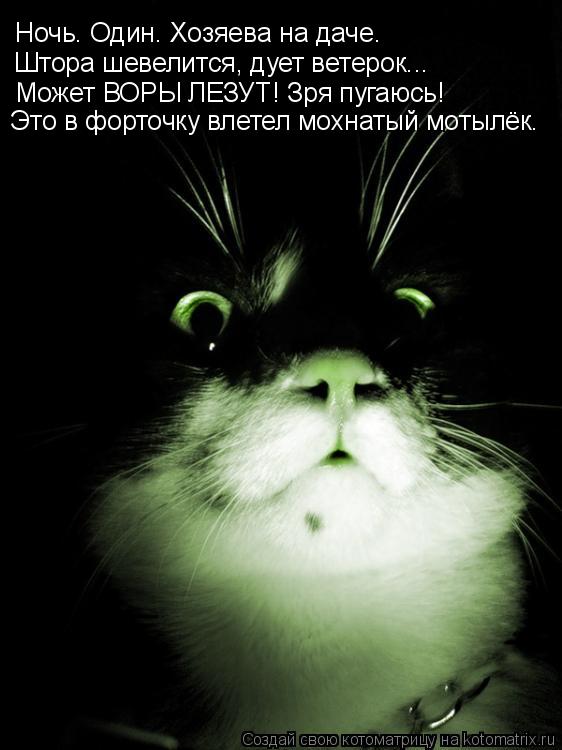 Котоматрица: Ночь. Один. Хозяева на даче. Штора шевелится, дует ветерок... Может ВОРЫ ЛЕЗУТ! Зря пугаюсь! Это в форточку влетел мохнатый мотылёк.