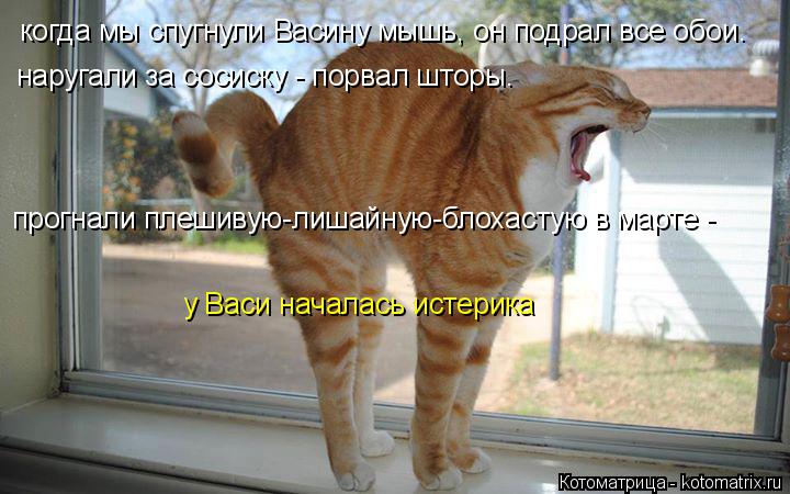 когда мы спугнули Васину мышь, он подрал все обои. наругали за сосиску - порвал шторы. прогнали плеши... Котоматрица: когда мы спугнули Васину мышь, он подрал все обои. наругали за сосиску - порвал шторы. прогнали плешивую-лишайную-блохастую в марте - у Васи