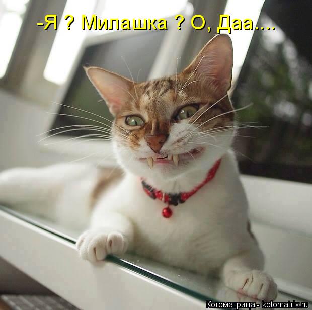 -Я ? Милашка ? О, Даа....... Котоматрица: -Я ? Милашка ? О, Даа....