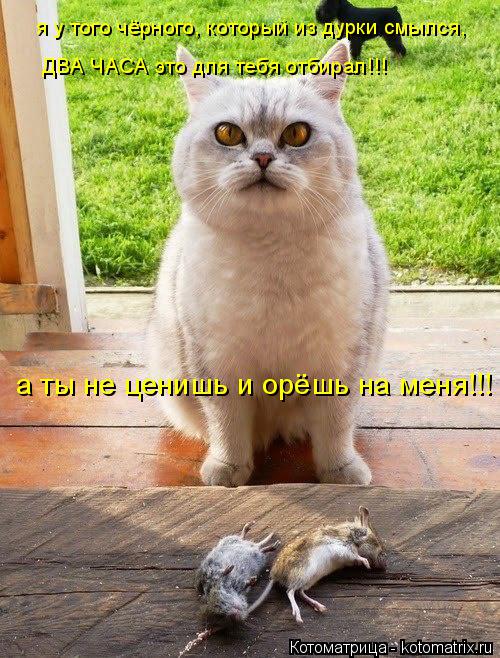 я у того чёрного, который из дурки смылся, ДВА ЧАСА это для тебя отбирал!!! а ты не ценишь и орёшь на... Котоматрица: я у того чёрного, который из дурки смылся, ДВА ЧАСА это для тебя отбирал!!! а ты не ценишь и орёшь на меня!!!