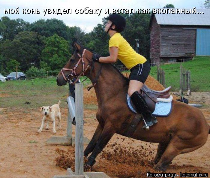 Котоматрица: мой конь увидел собаку и встал как вкопанный...