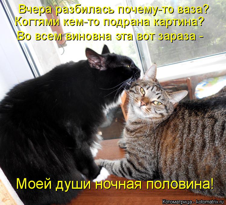 Котоматрица: Вчера разбилась почему-то ваза? Когтями кем-то подрана картина? Во всем виновна эта вот зараза - Моей души ночная половина!