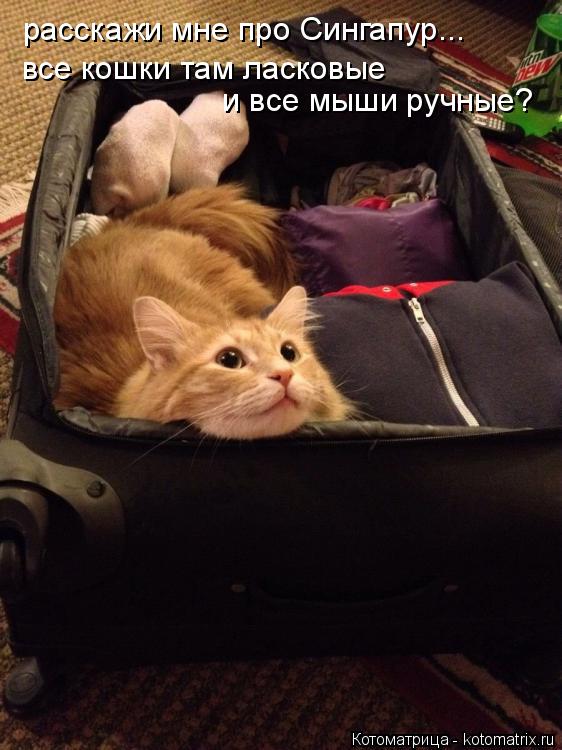 Котоматрица: расскажи мне про Сингапур... все кошки там ласковые  и все мыши ручные?