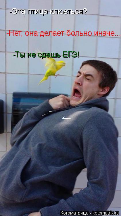 Котоматрица: -Эта птица клюеться? -Нет, она делает больно иначе... -Ты не сдашь ЕГЭ!