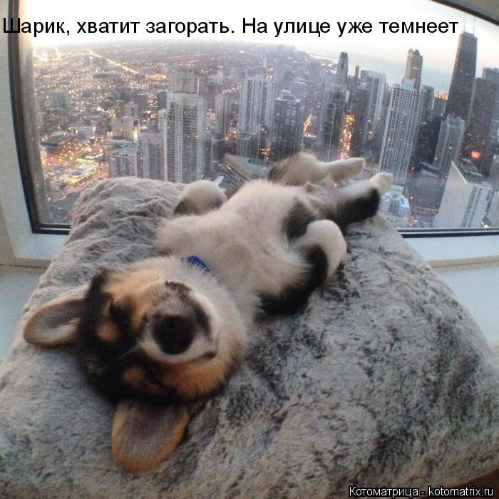 Котоматрица: Шарик, хватит загорать. На улице уже темнеет