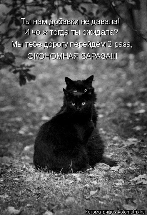И чо ж тогда ты ожидала? Мы тебе дорогу перейдём 2 раза, Ты нам добавки не давала! ЭКОНОМНАЯ ЗАРАЗА!... Котоматрица: И чо ж тогда ты ожидала? Мы тебе дорогу перейдём 2 раза, Ты нам добавки не давала! ЭКОНОМНАЯ ЗАРАЗА!!!