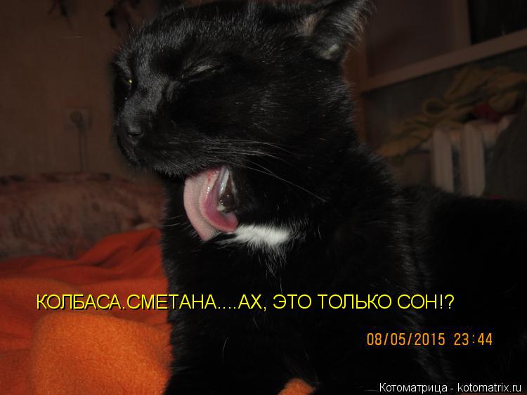 КОЛБАСА КОЛБАСА.СМЕТАНА....АХ, ЭТО ТОЛЬКО СОН!?... Котоматрица: КОЛБАСА КОЛБАСА.СМЕТАНА....АХ, ЭТО ТОЛЬКО СОН!?