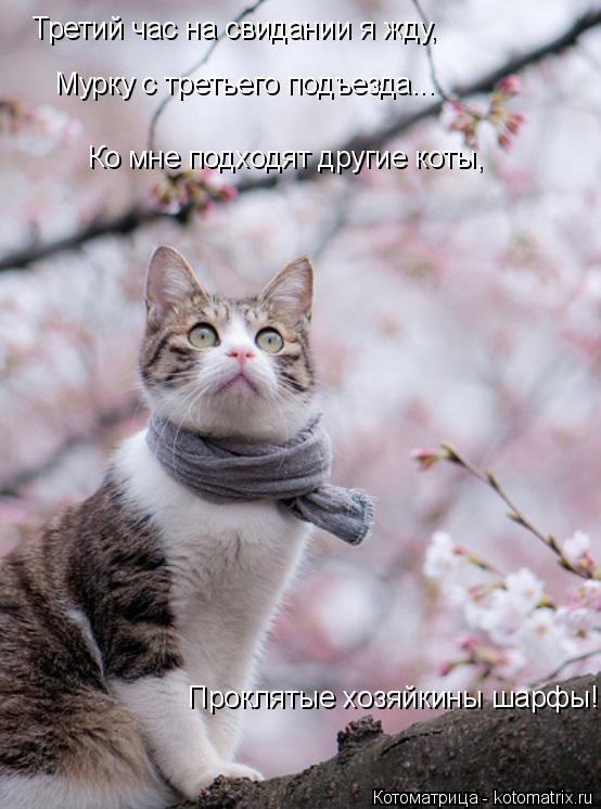 Третий час на свидании я жду, Мурку с третьего подъезда... Ко мне подходят другие коты, Проклятые хо... Котоматрица: Третий час на свидании я жду, Мурку с третьего подъезда... Ко мне подходят другие коты, Проклятые хозяйкины шарфы!