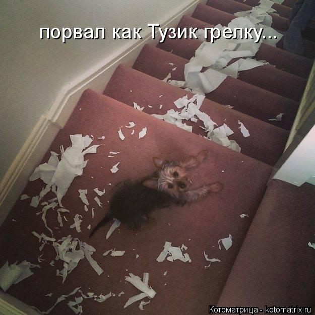 Котоматрица: порвал как Тузик грелку...