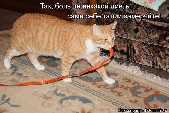 Котоматрица: Так, больше никакой диеты сами себе талии замеряйте!