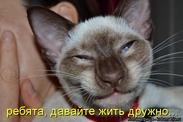 Котоматрица: ребята, давайте жить дружно...