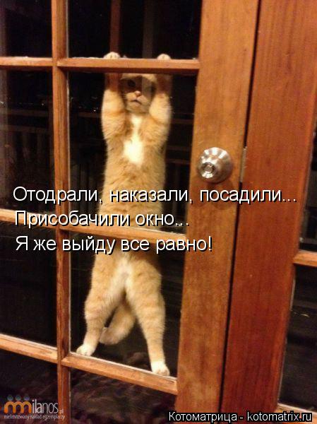 Отодрали, наказали, посадили... Присобачили окно... Я же выйду все равно!... Котоматрица: Отодрали, наказали, посадили... Присобачили окно... Я же выйду все равно!