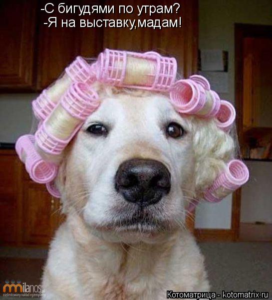 Котоматрица: -С бигудями по утрам? -Я на выставку,мадам!