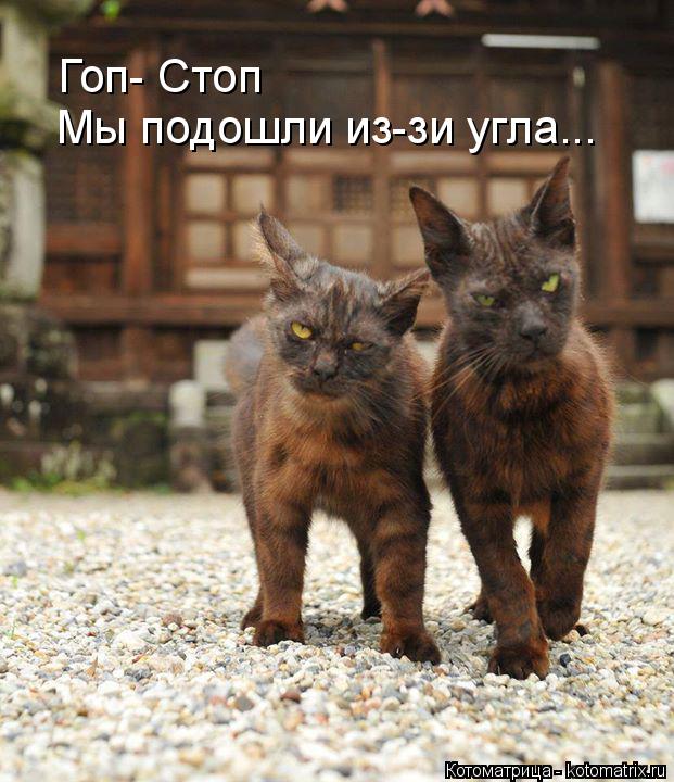 Котоматрица: Гоп- Стоп Мы подошли из-зи угла...