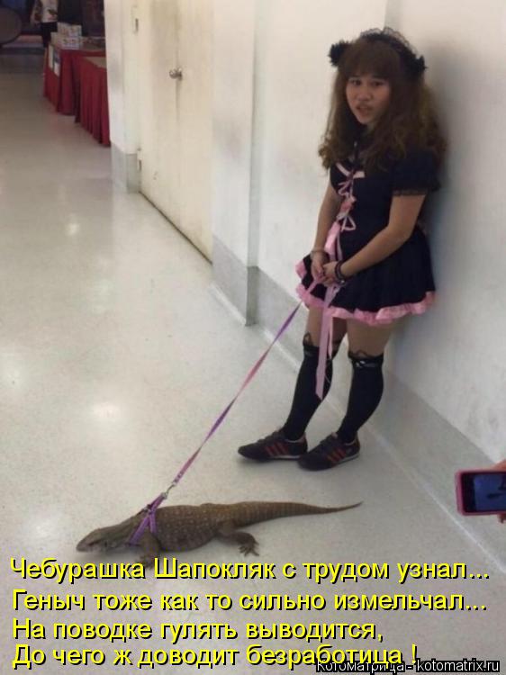 Чебурашка Шапокляк с трудом узнал... Геныч тоже как то сильно измельчал... На поводке гулять выводит... Котоматрица: Чебурашка Шапокляк с трудом узнал... Геныч тоже как то сильно измельчал... На поводке гулять выводится, До чего ж доводит безработица !