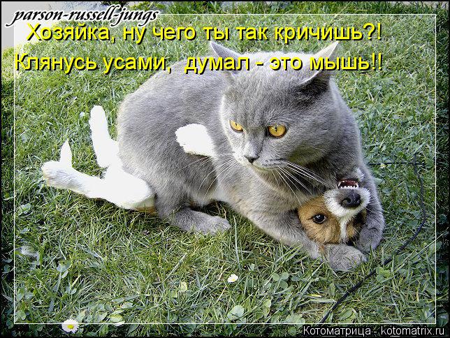 Котоматрица: Хозяйка, ну чего ты так кричишь?! Клянусь усами,  думал - это мышь!!