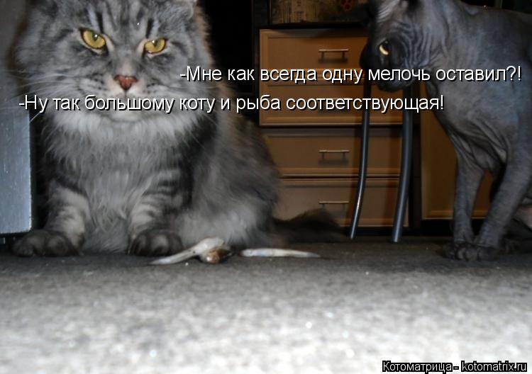 Котоматрица: -Мне как всегда одну мелочь оставил?! -Ну так большому коту и рыба соответствующая!
