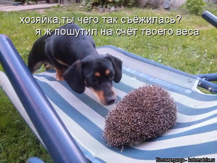 хозяйка,ты чего так съёжилась? я ж пошутил на счёт твоего веса... Котоматрица: хозяйка,ты чего так съёжилась? я ж пошутил на счёт твоего веса