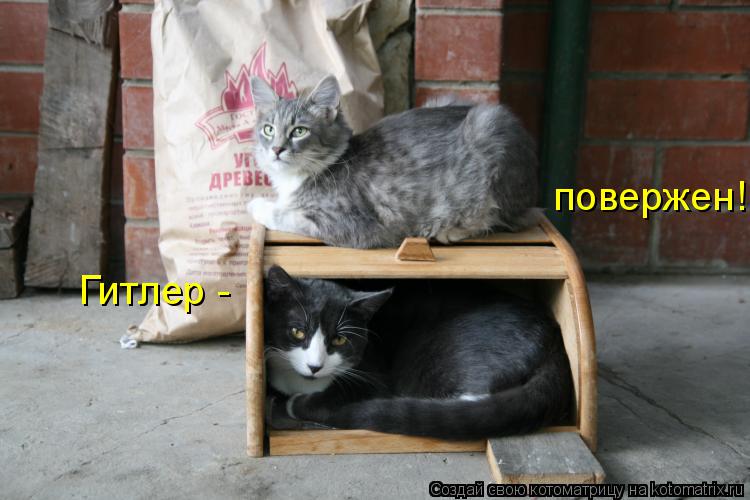 Котоматрица: Гитлер -  повержен!