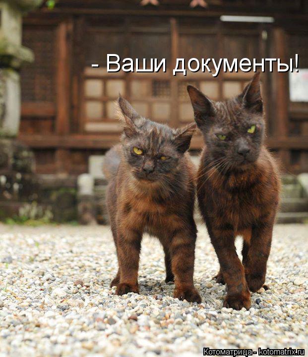 - Ваши документы!... Котоматрица: - Ваши документы!