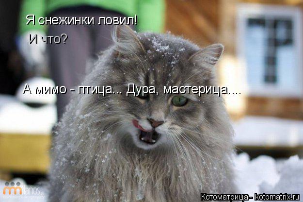 Котоматрица: Я снежинки ловил!  А мимо - птица... Дура, мастерица.... И что?
