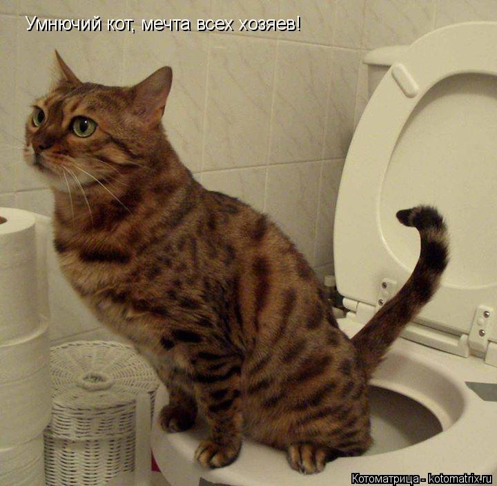 Котоматрица: Умнючий кот, мечта всех хозяев!
